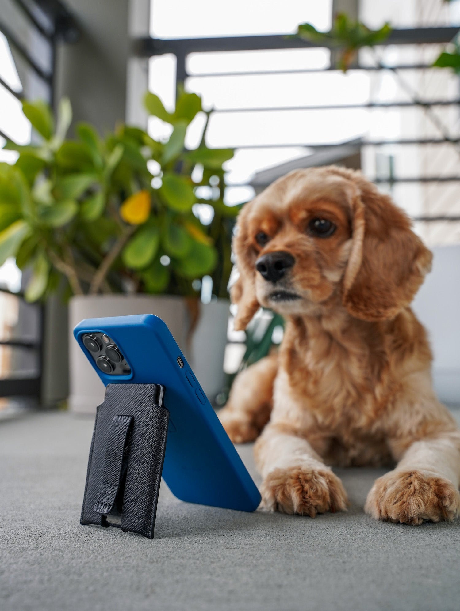 Cute puppy watching an iPhone using a MagBak wallet as a kickstand.
