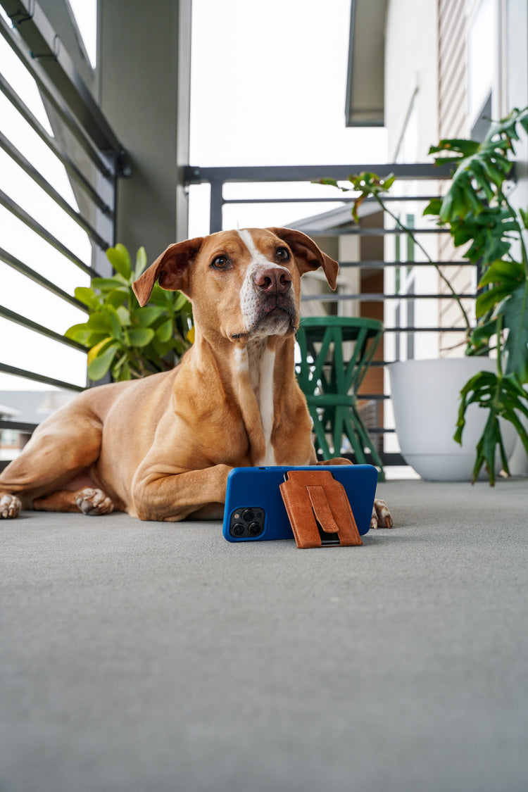 A grown dog in front on an iPhone using a MagBak wallet as a kickstand
